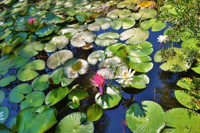 water lillies-650.jpg